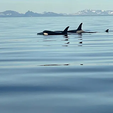 펜션 Modern Lofoten, Amazing View!