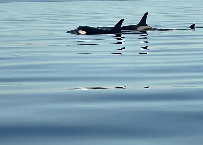 Semesterbostad Modern Lofoten, Amazing View!