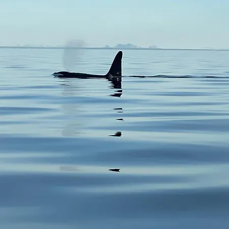 Tatil Evi Modern Lofoten, Amazing View! Valberg